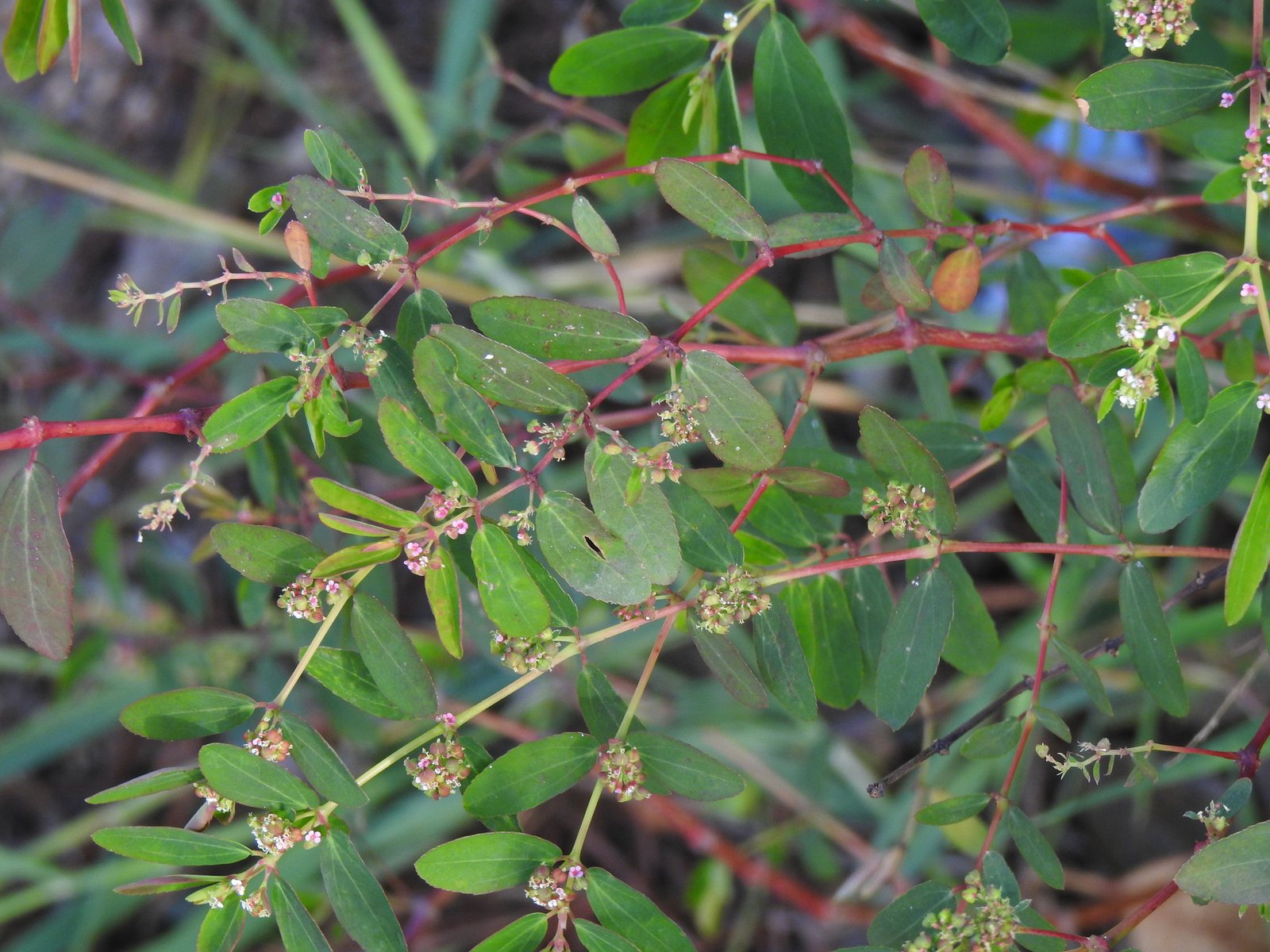 Diamond Frost euphorbia
