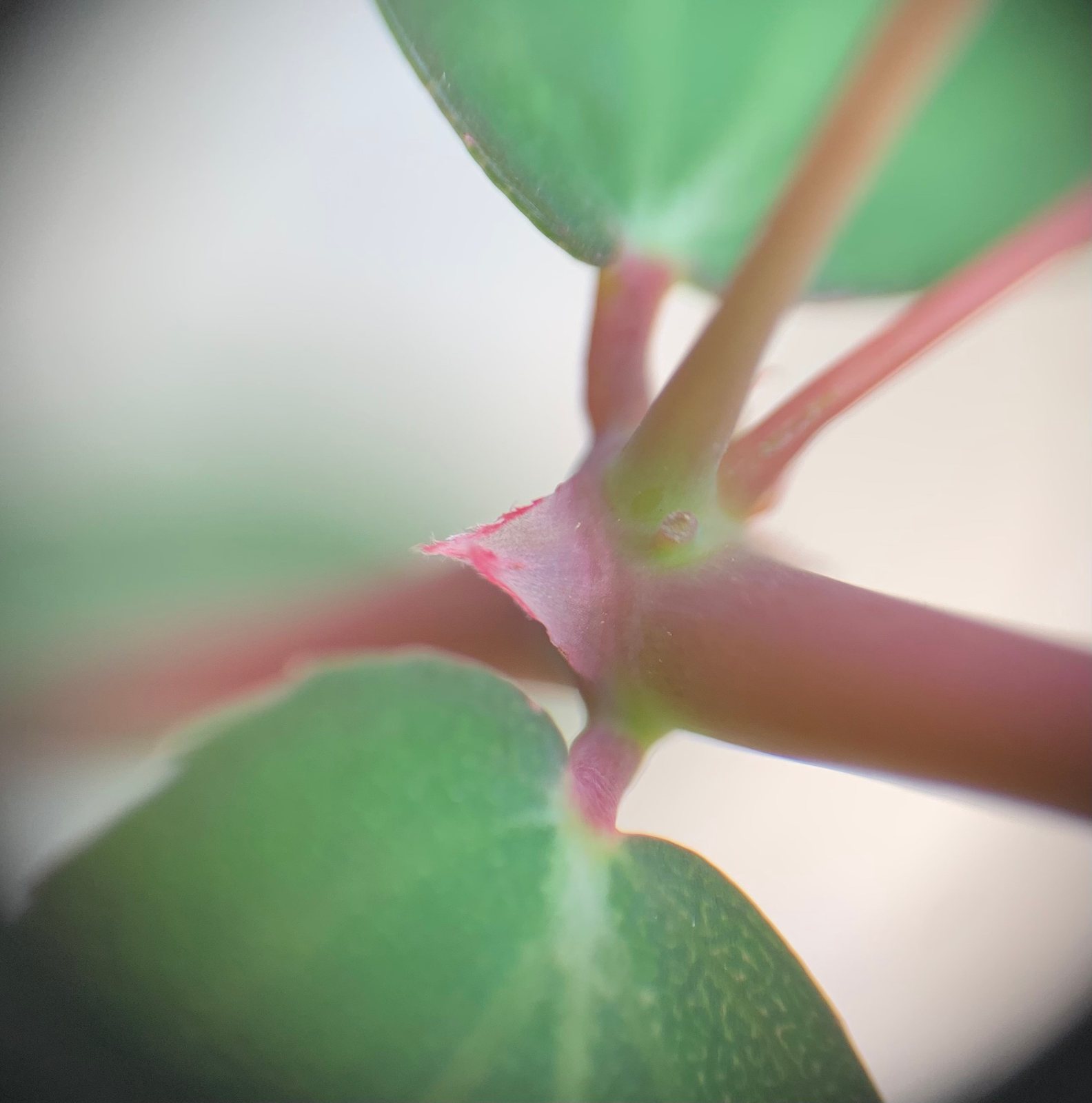 Diamond Frost euphorbia