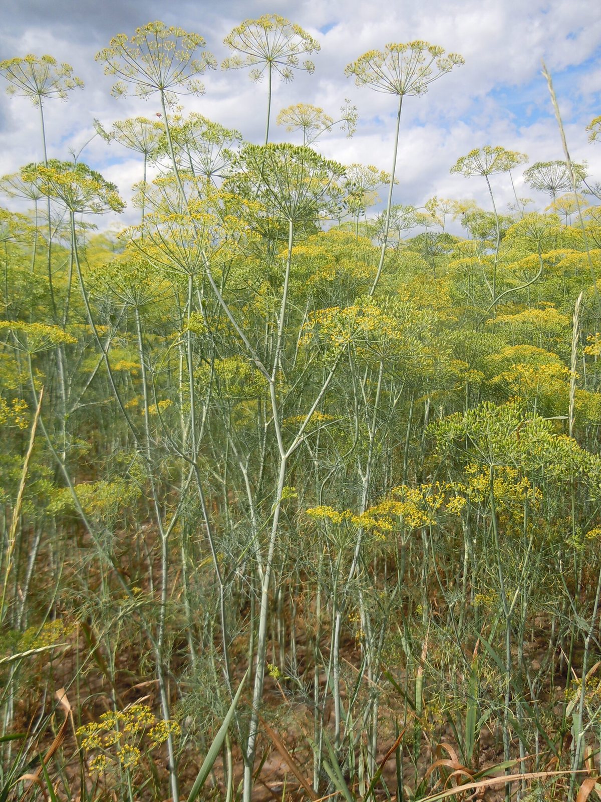 Dill