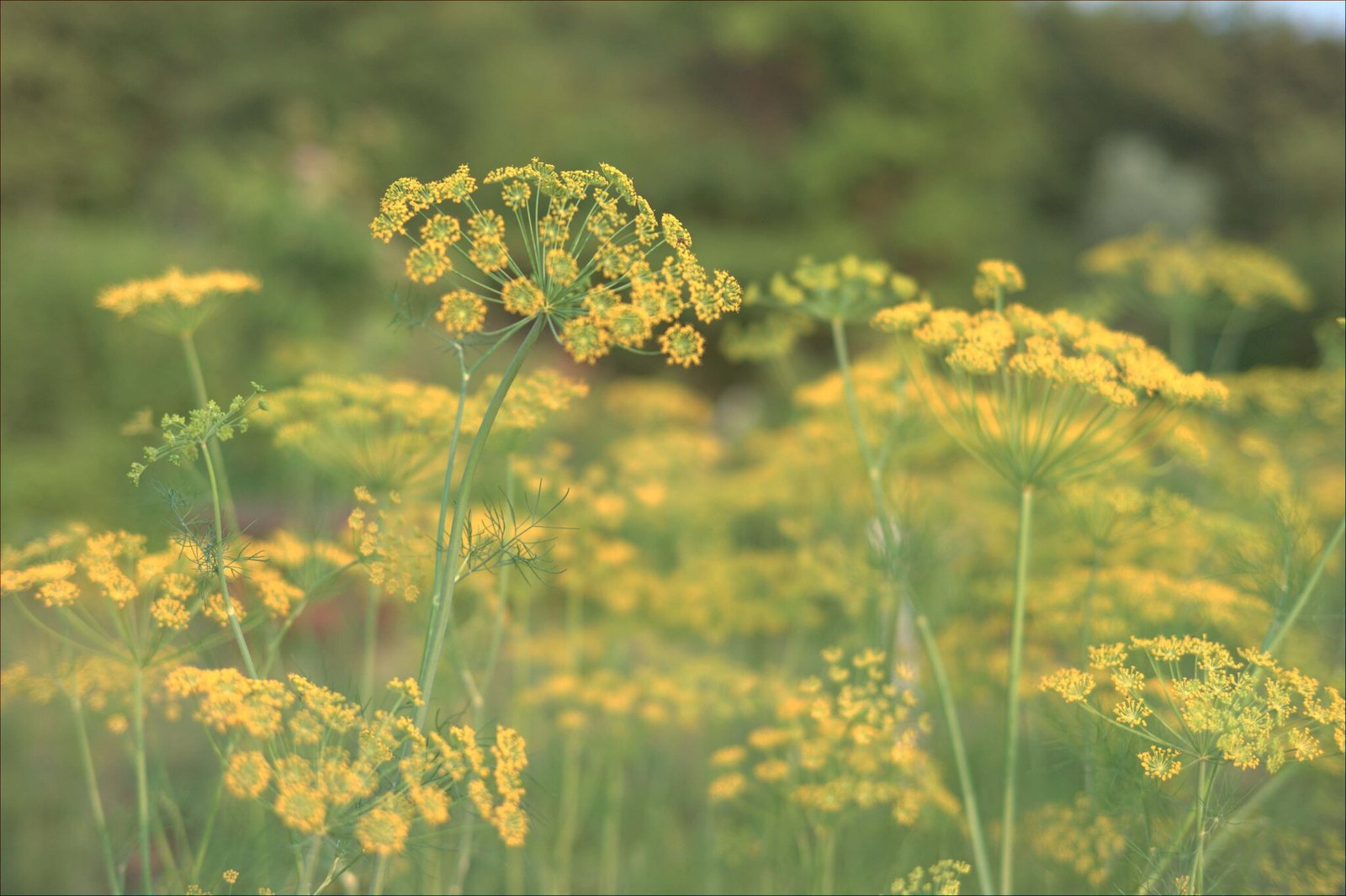 Dill