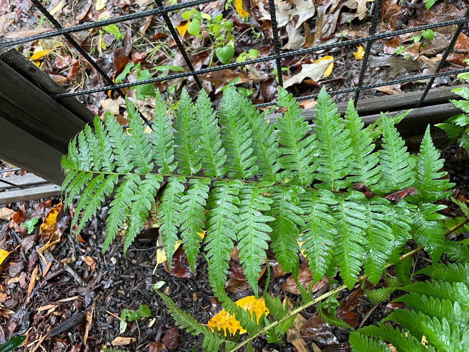 Dixie wood fern