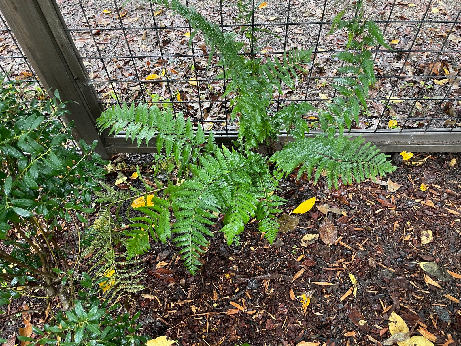Dixie wood fern
