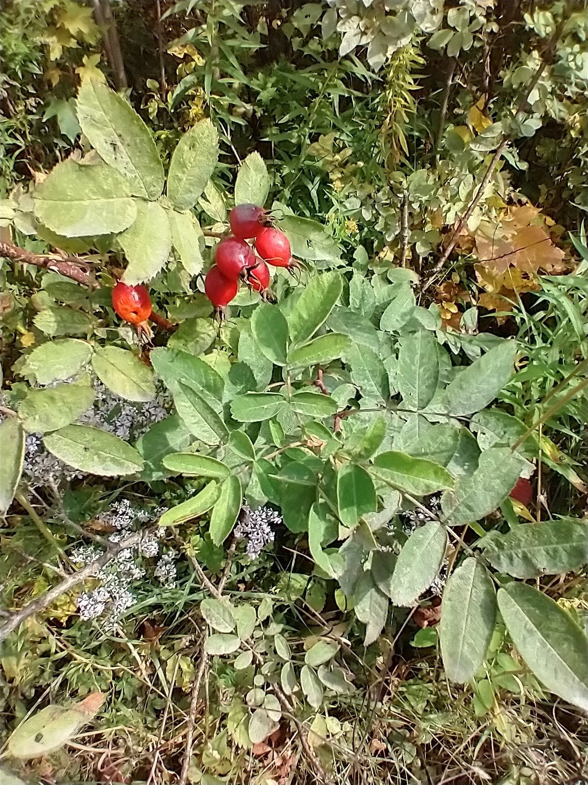 Dog rose