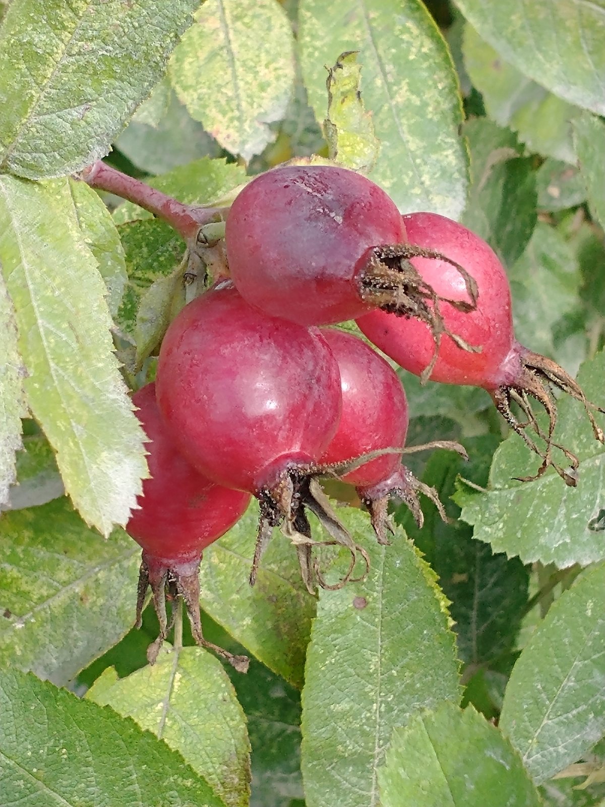 Dog rose