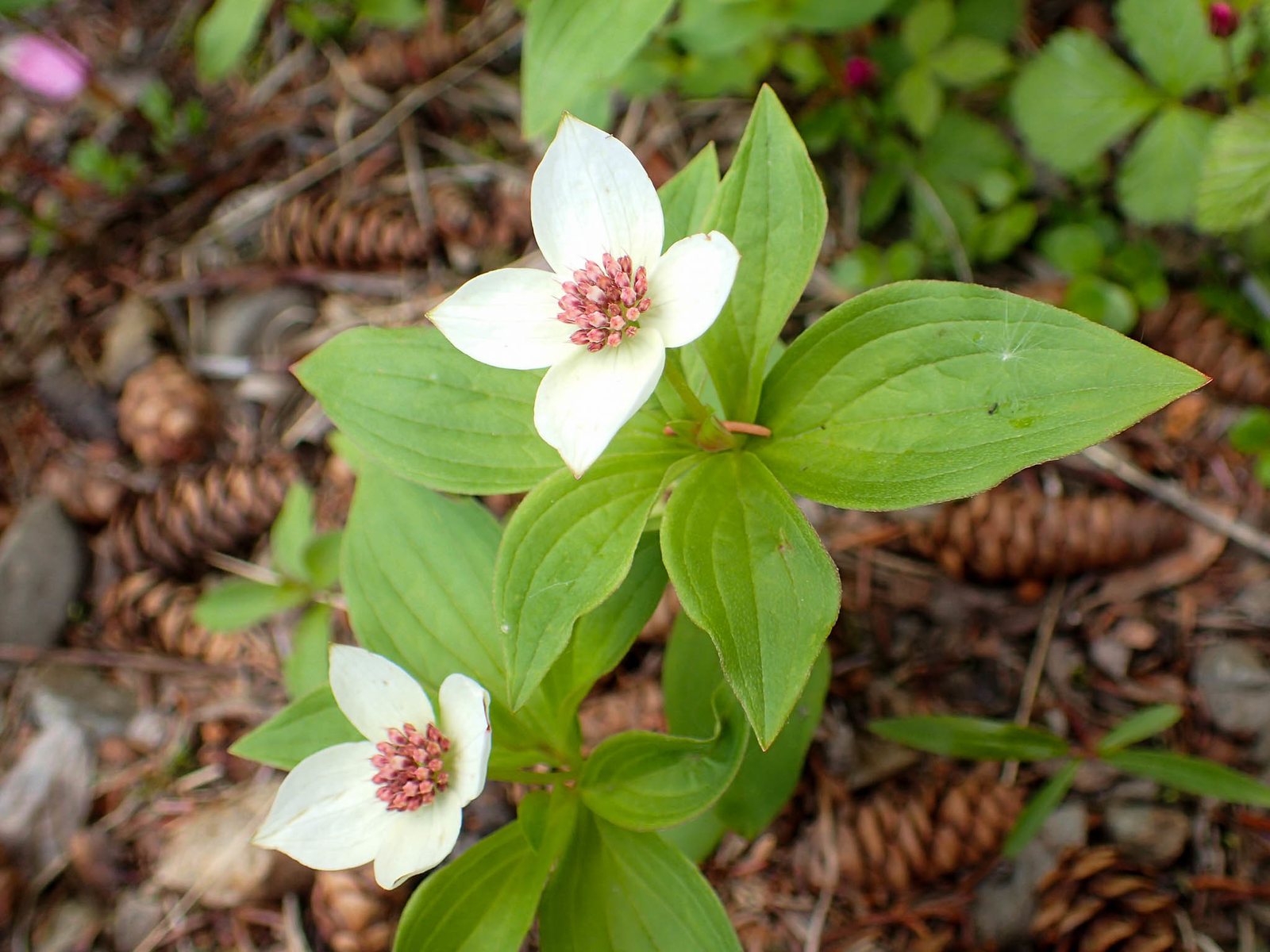 Dogwood 'Eddie's White Wonder'