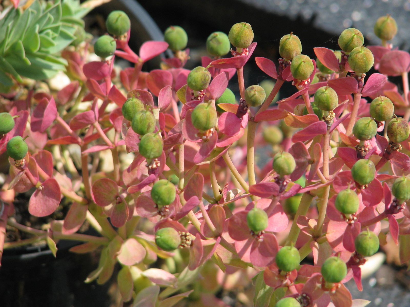 Donkey-tail spurge