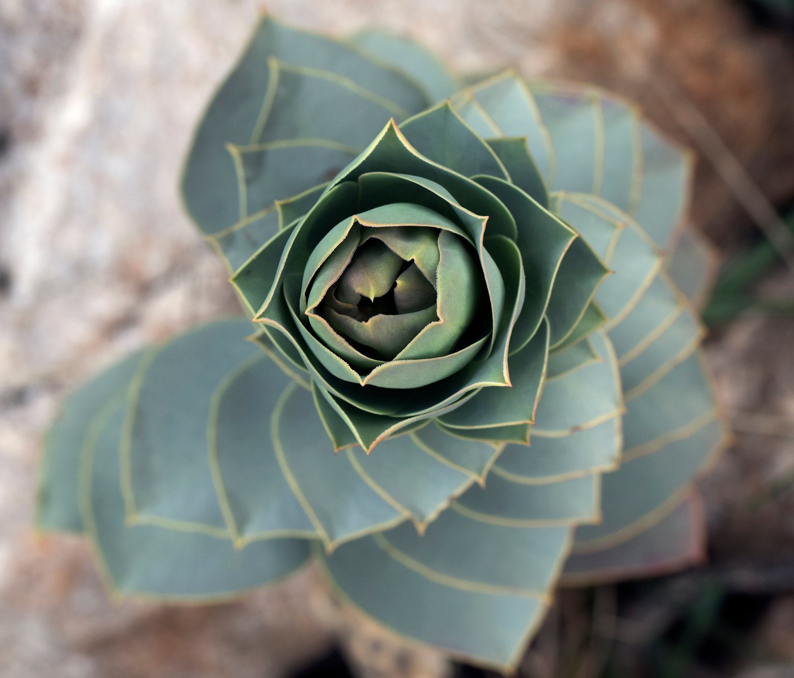 Donkey-tail spurge