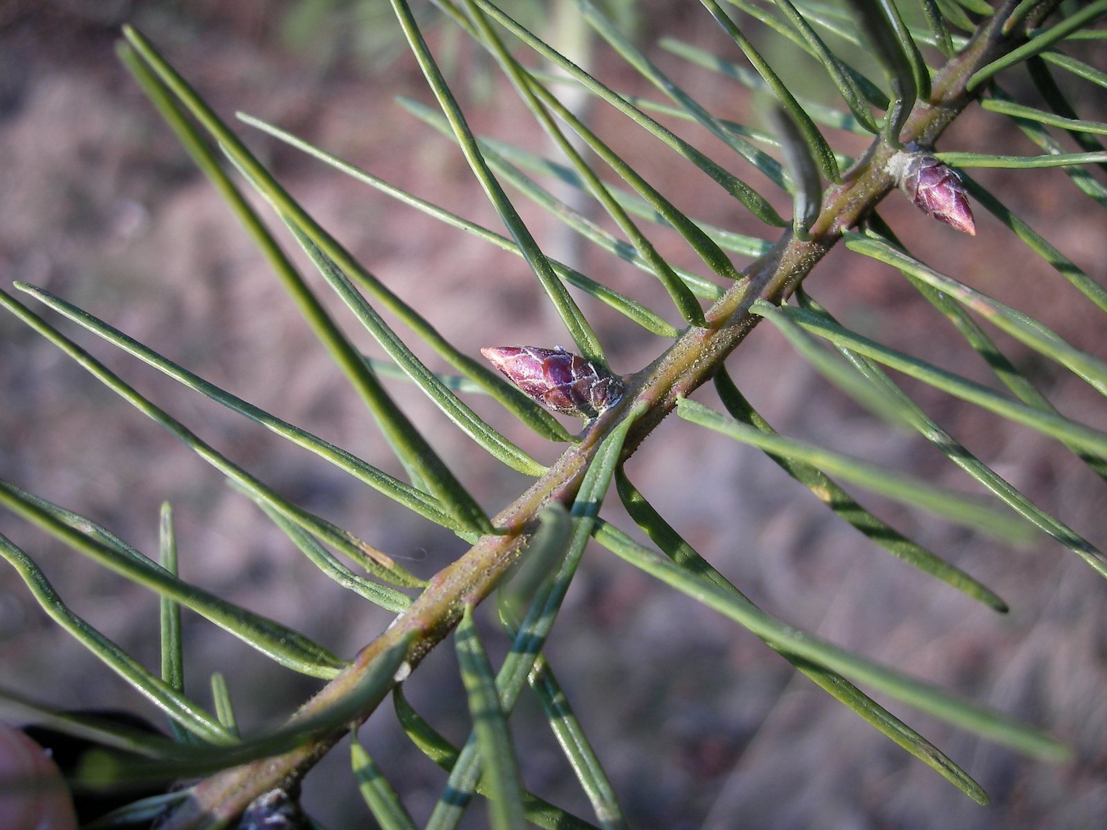 Douglas fir