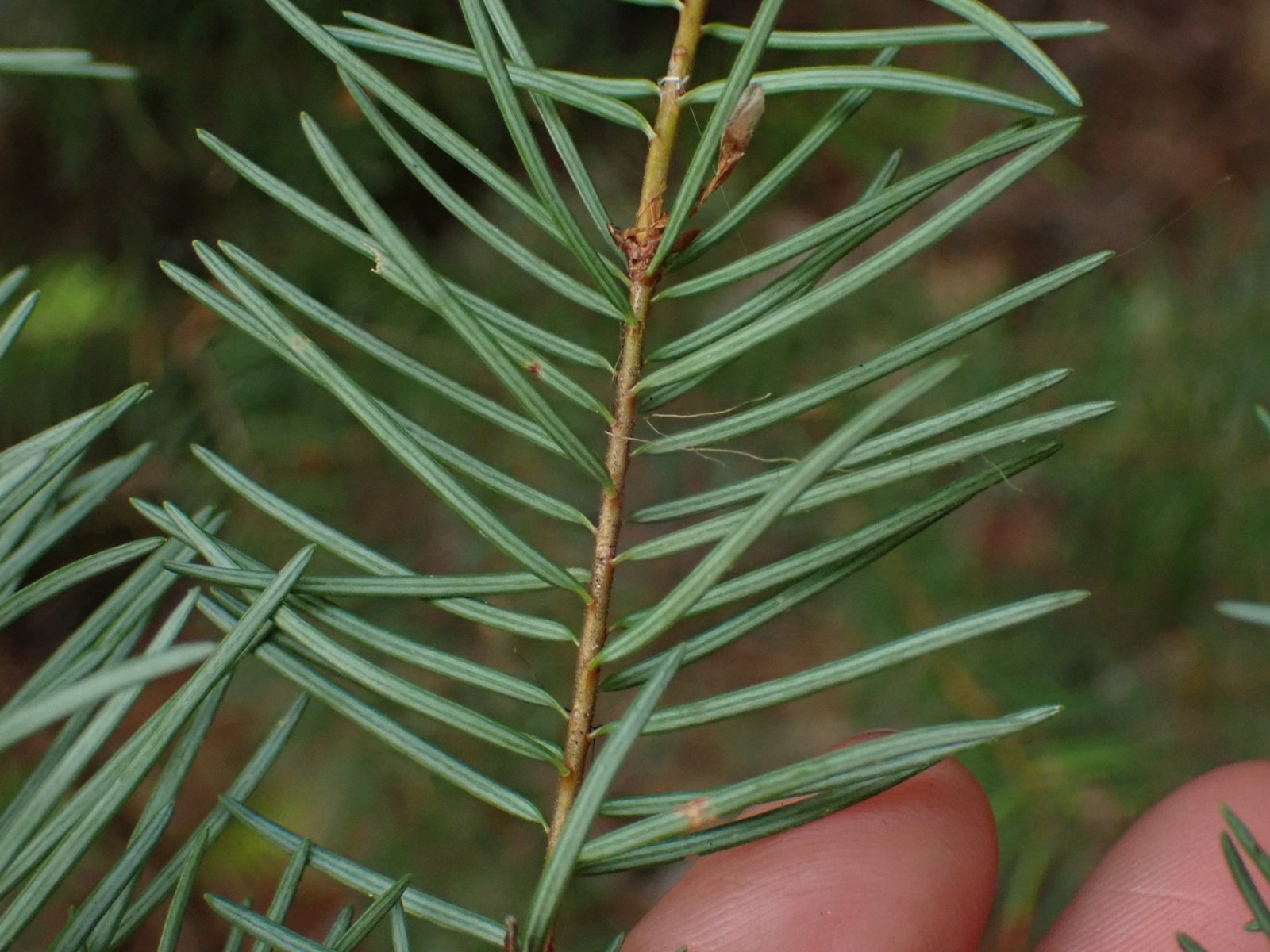 Douglas fir