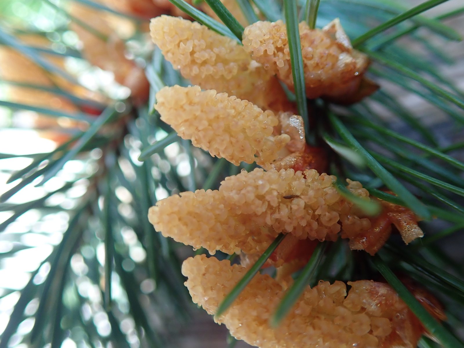 Douglas fir