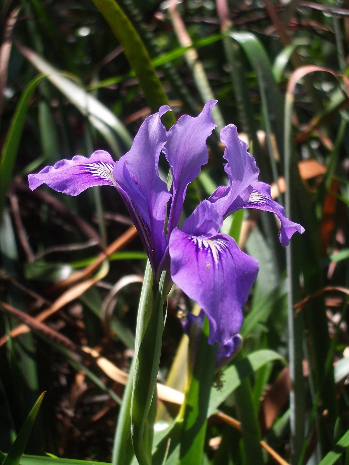 Douglas iris