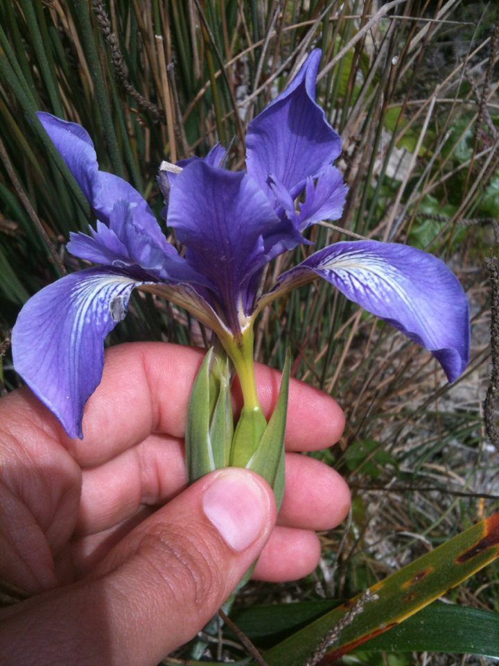 Douglas iris
