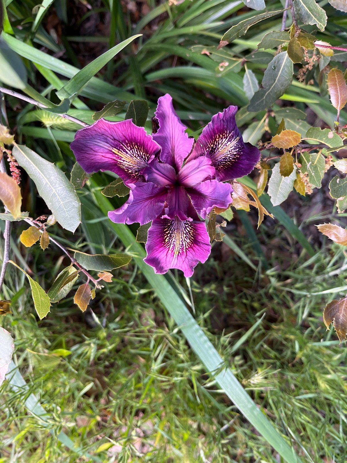 Douglas iris