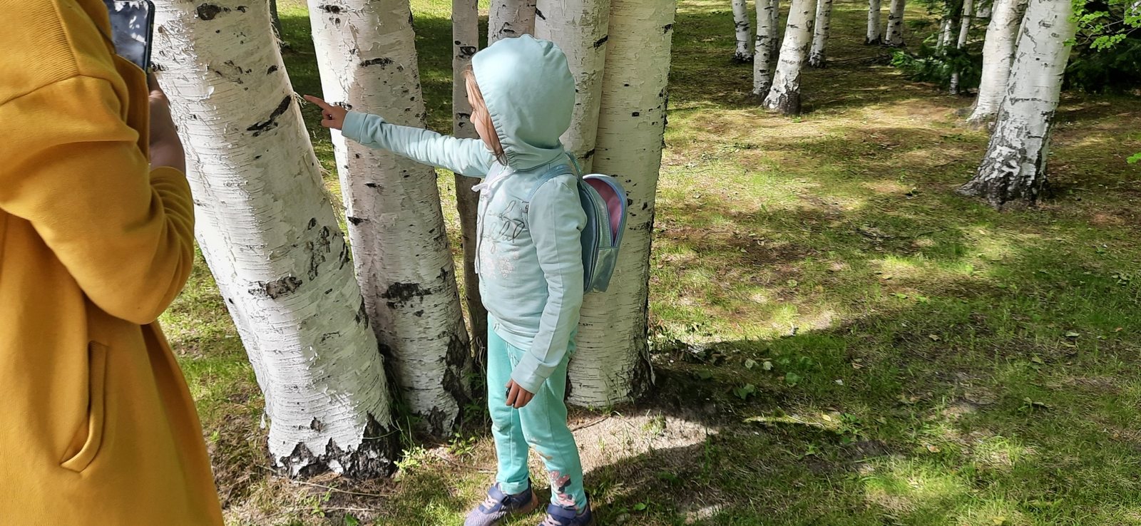 Downy birch