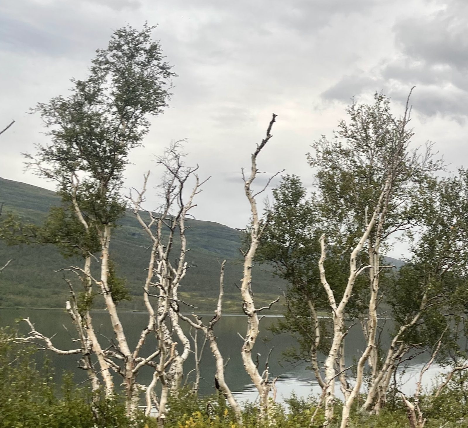 Downy birch