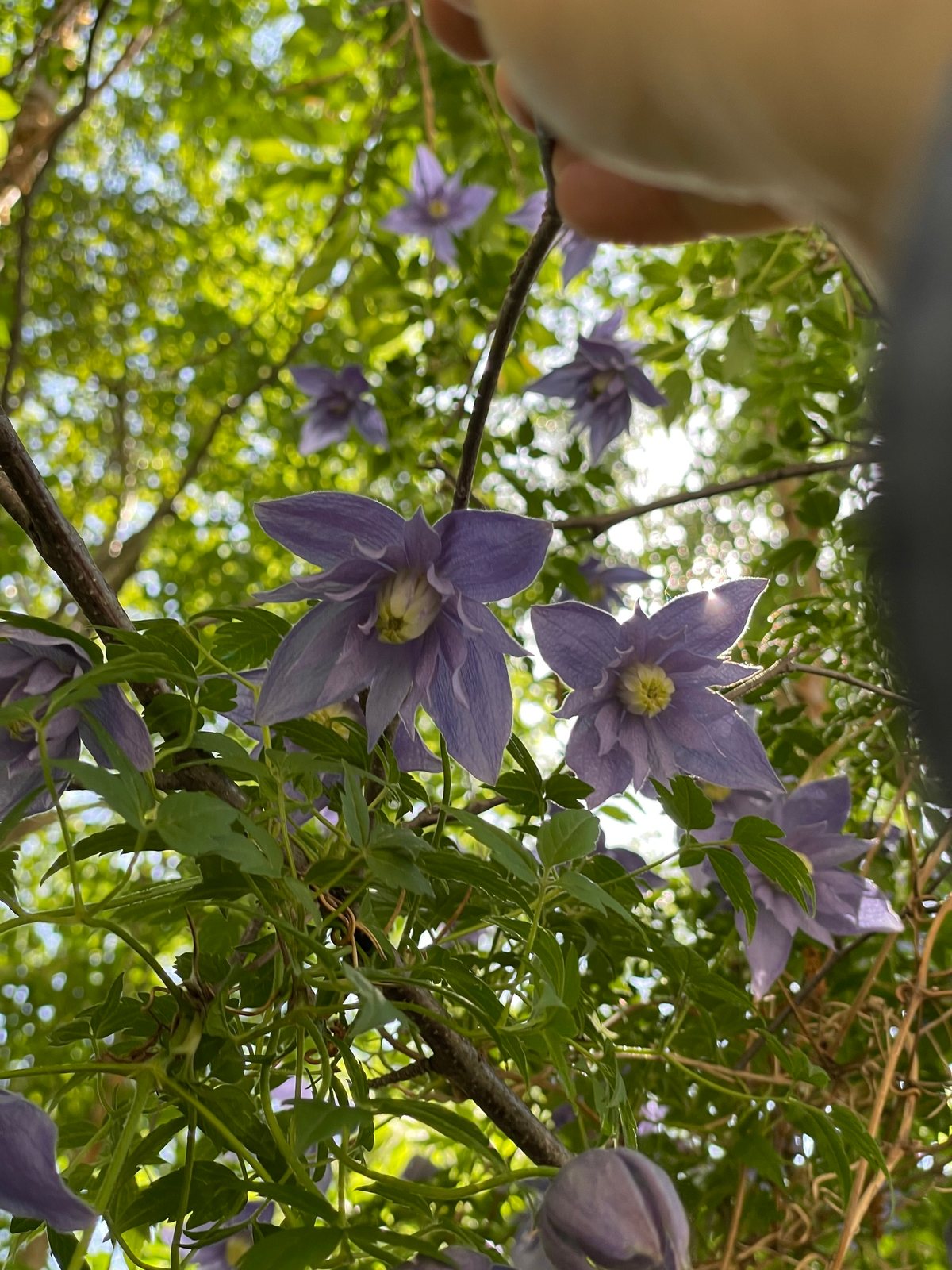 Downy clematis