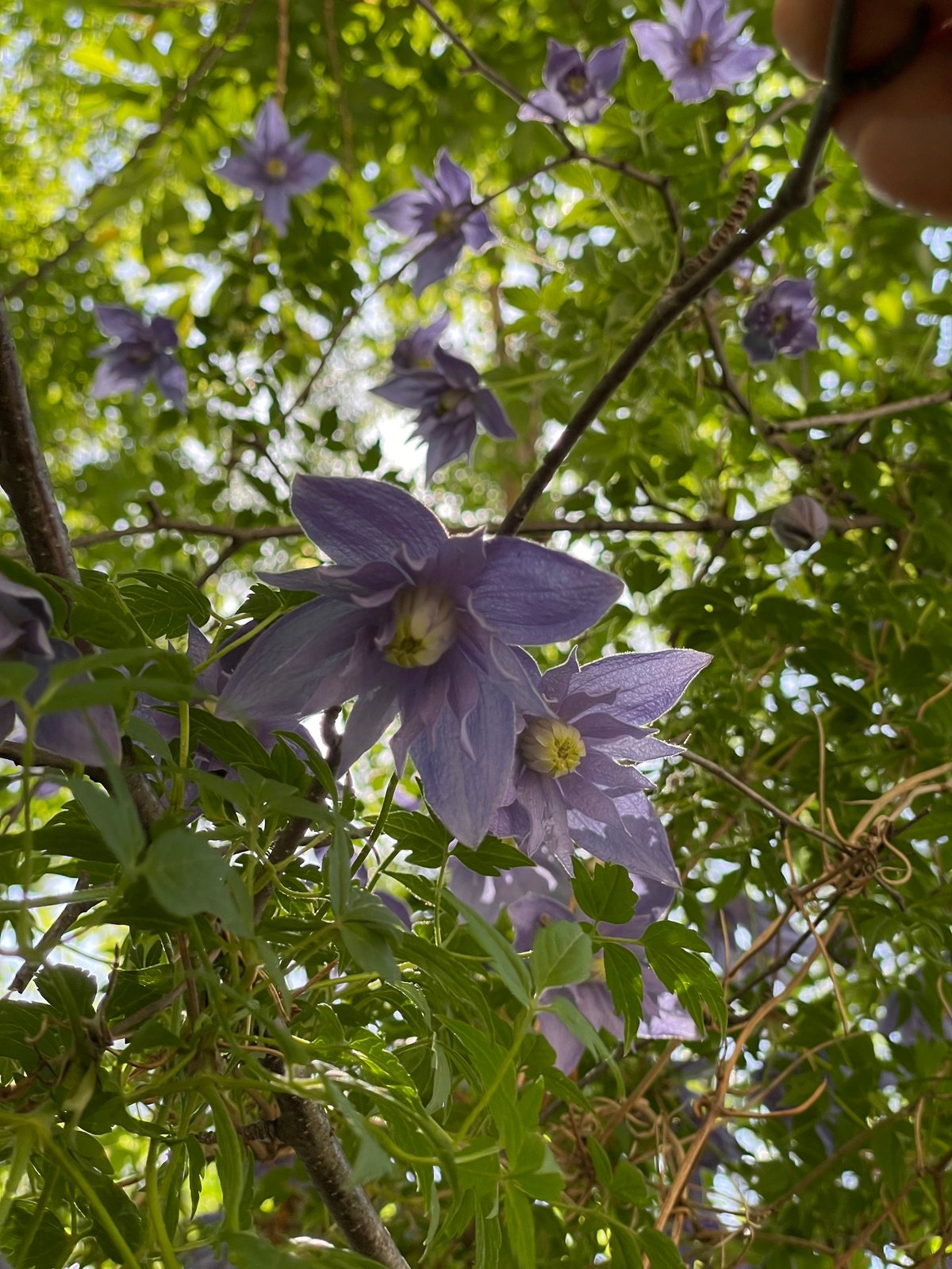 Downy clematis