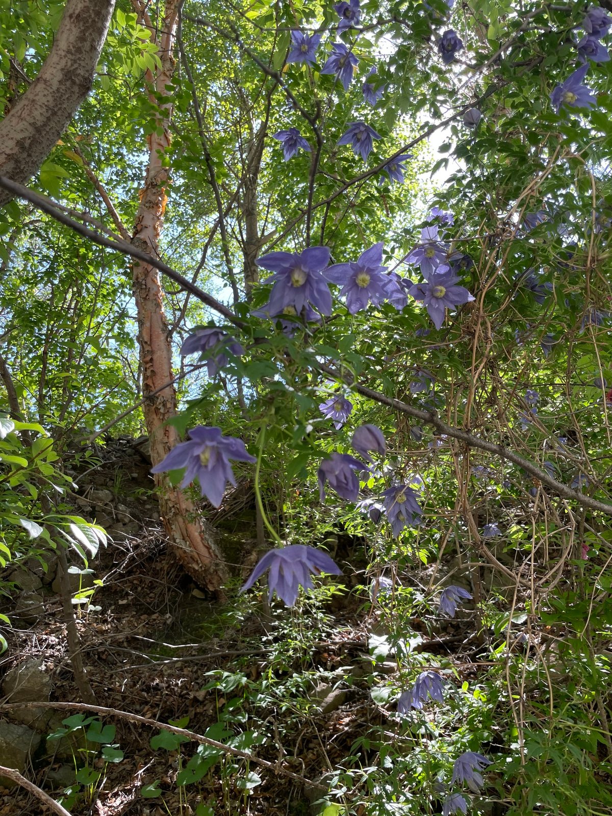 Downy clematis