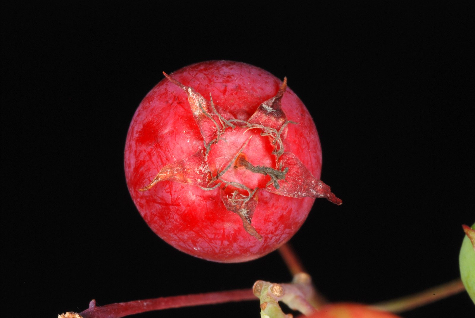 Downy serviceberry