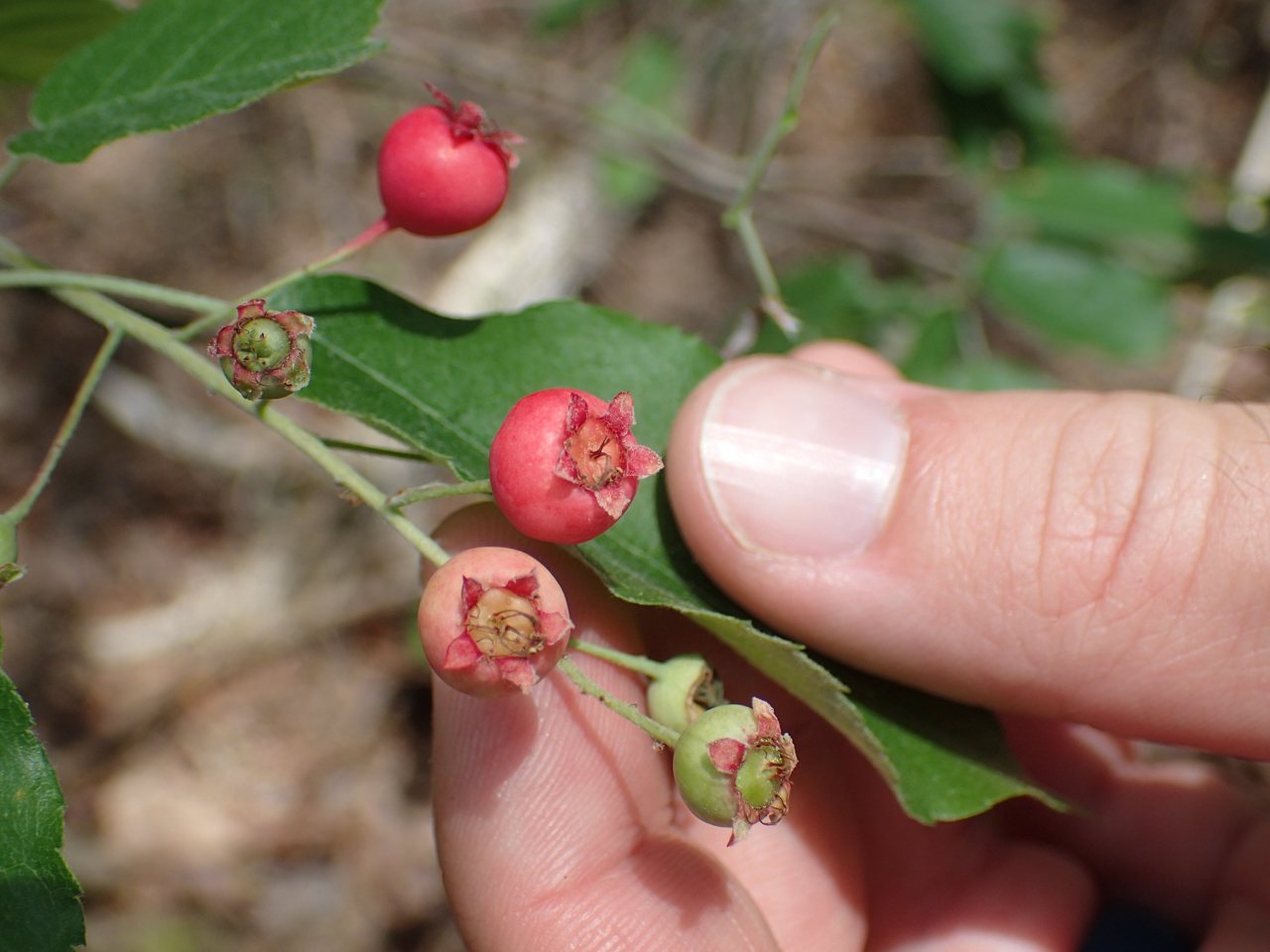 Downy serviceberry