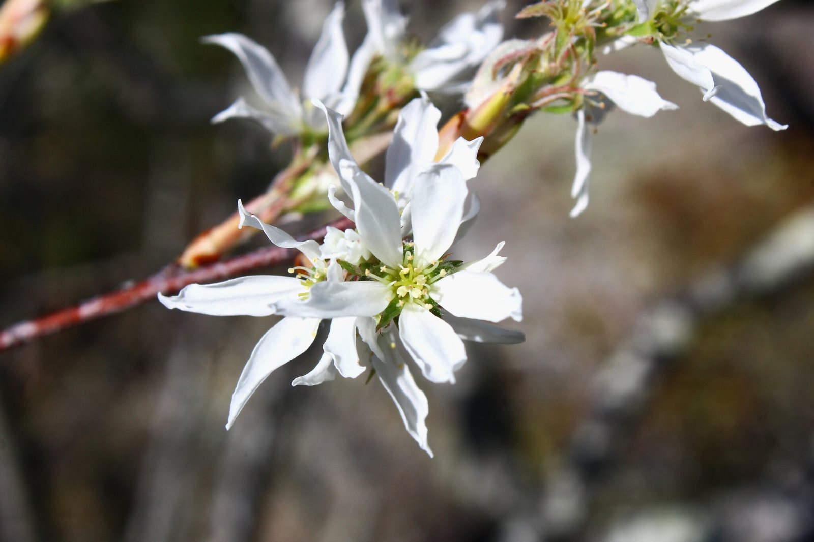 Downy serviceberry