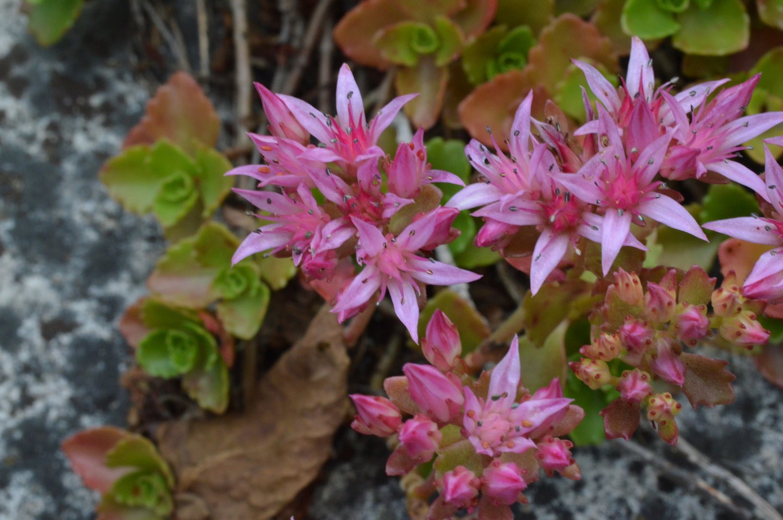 Dragon's Blood sedum