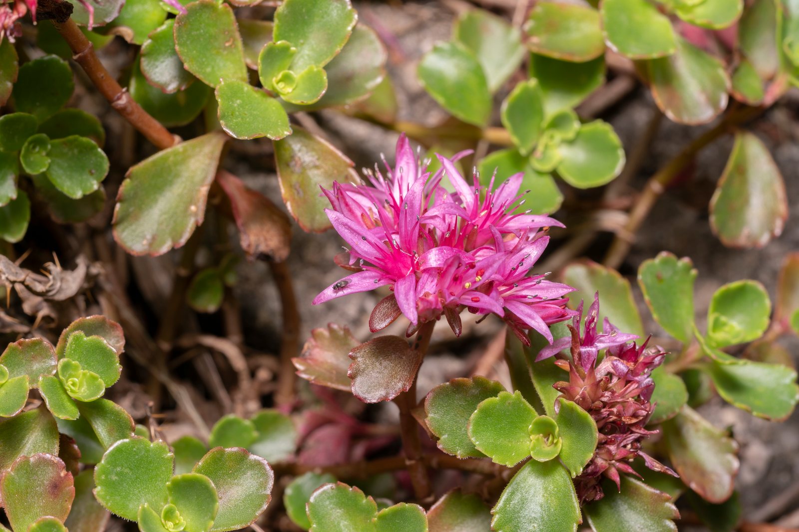 Dragon's Blood sedum