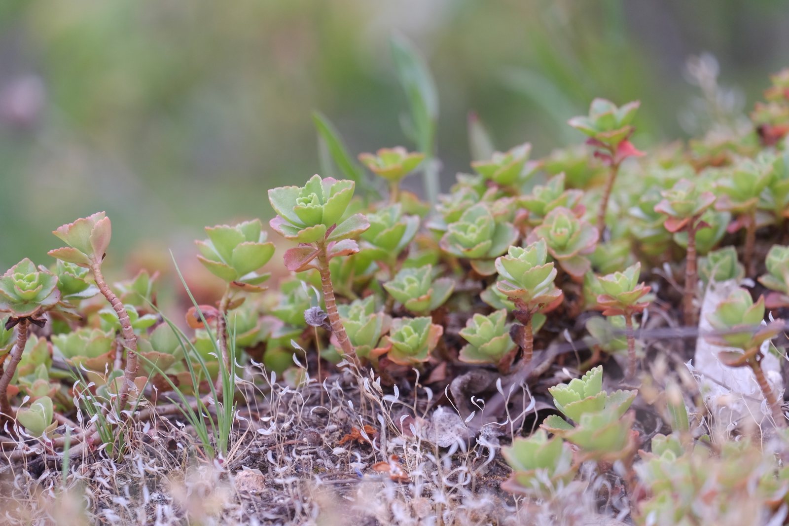 Dragon's Blood sedum