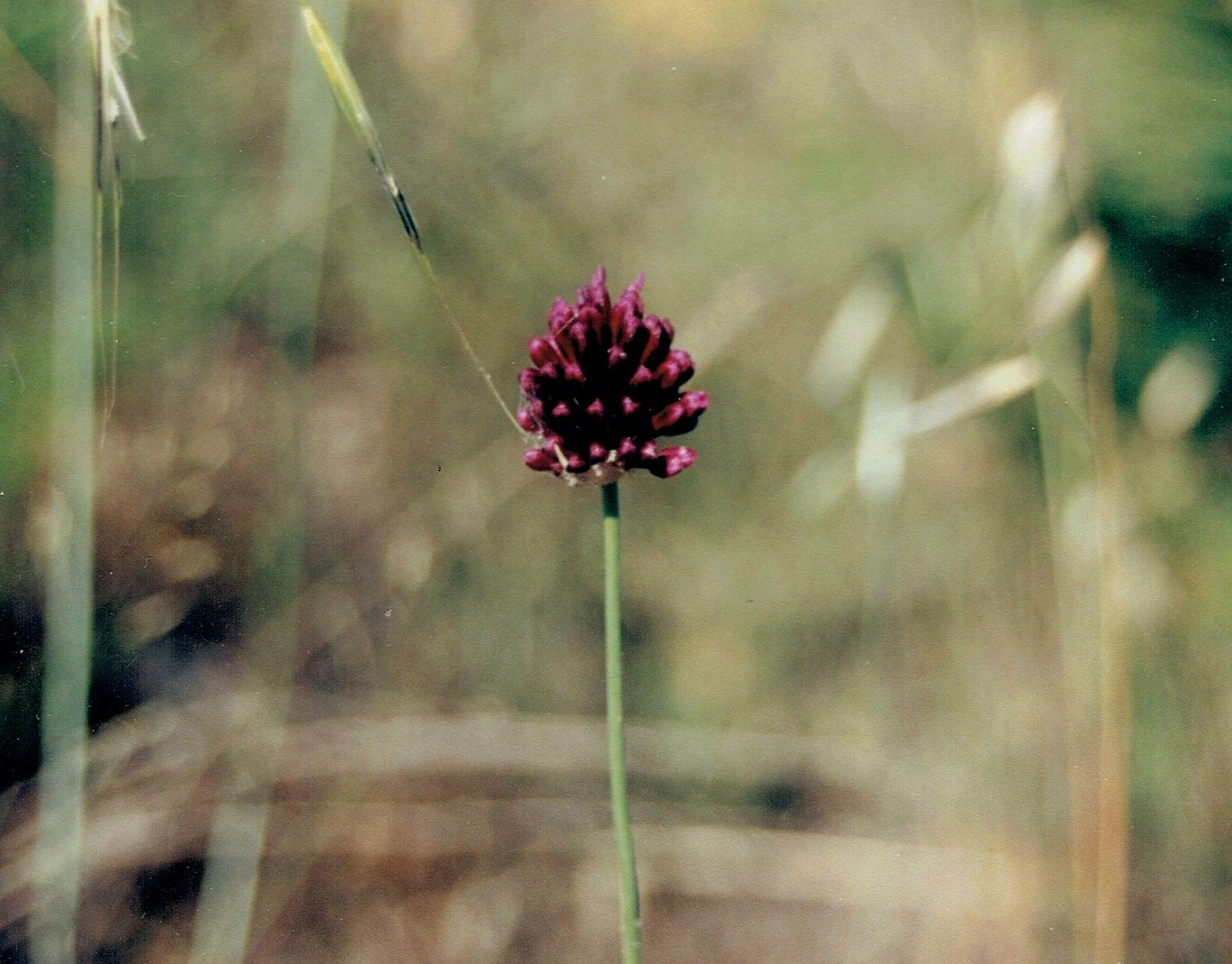 Drumstick allium
