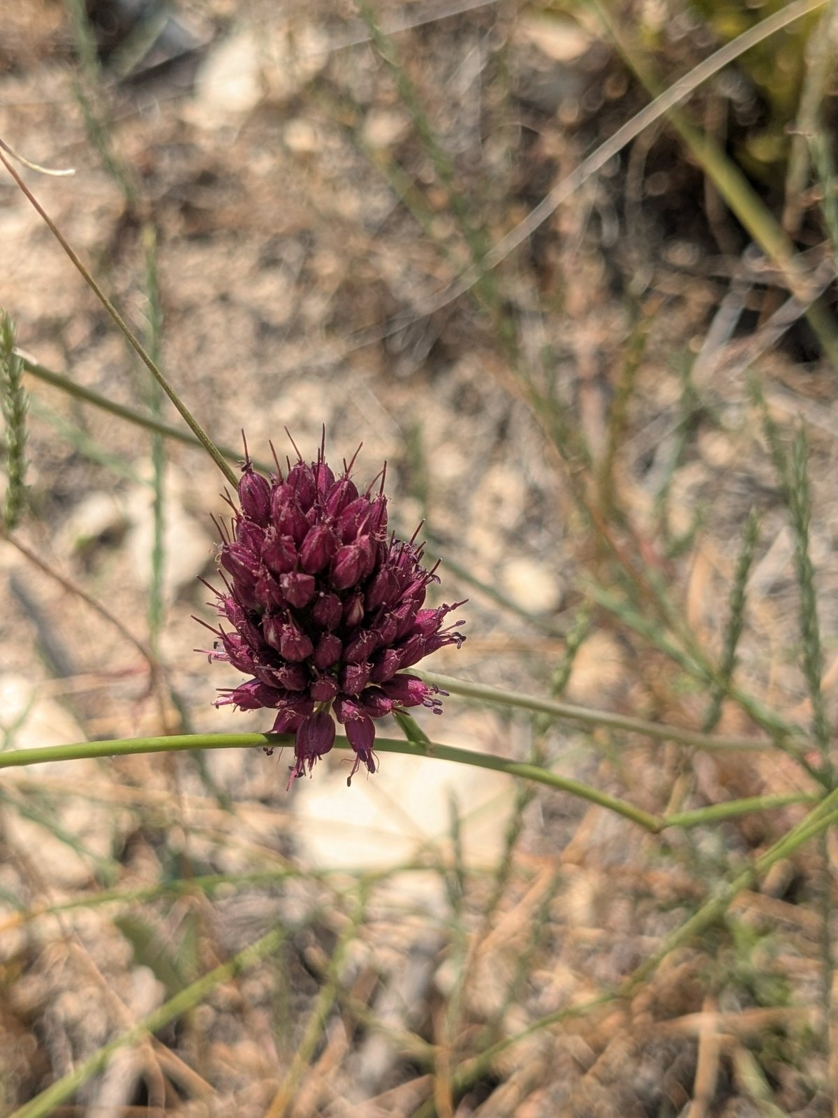 Drumstick allium
