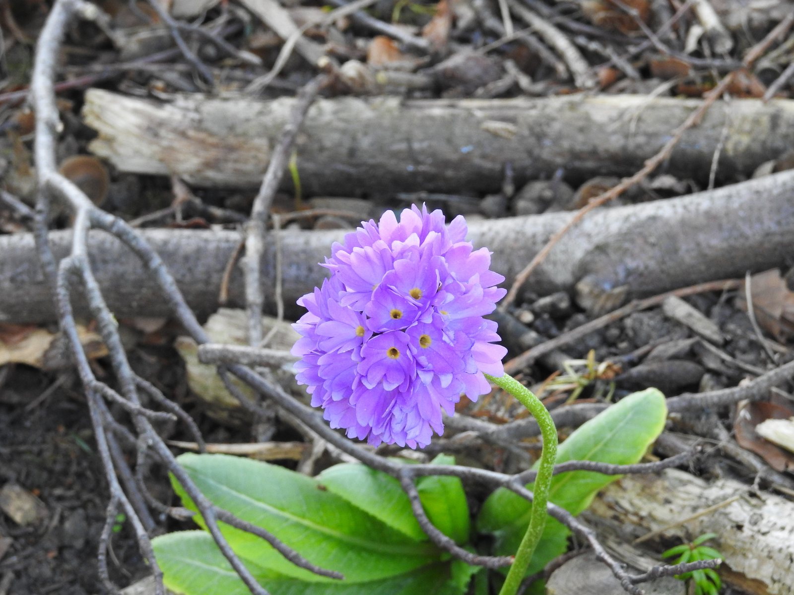 Drumstick primula
