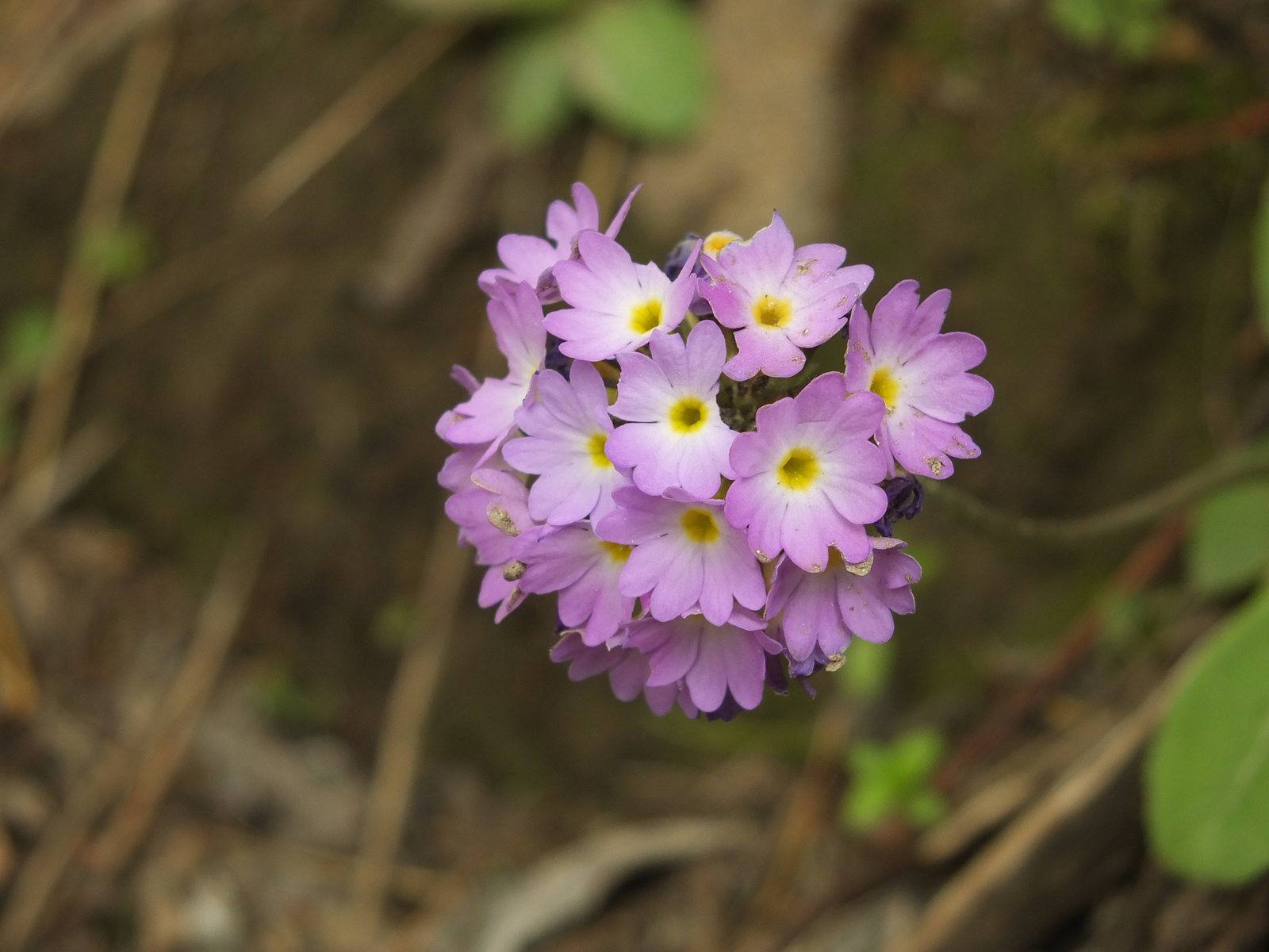 Drumstick primula