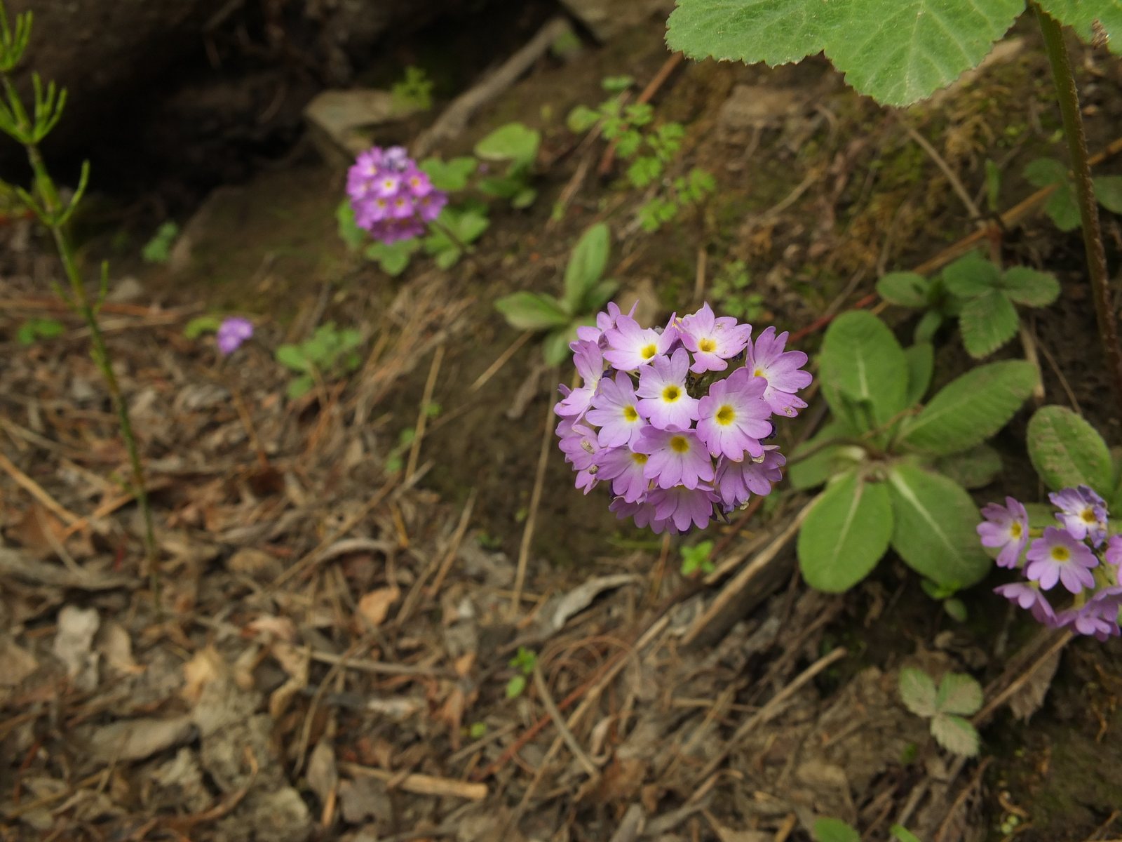 Drumstick primula