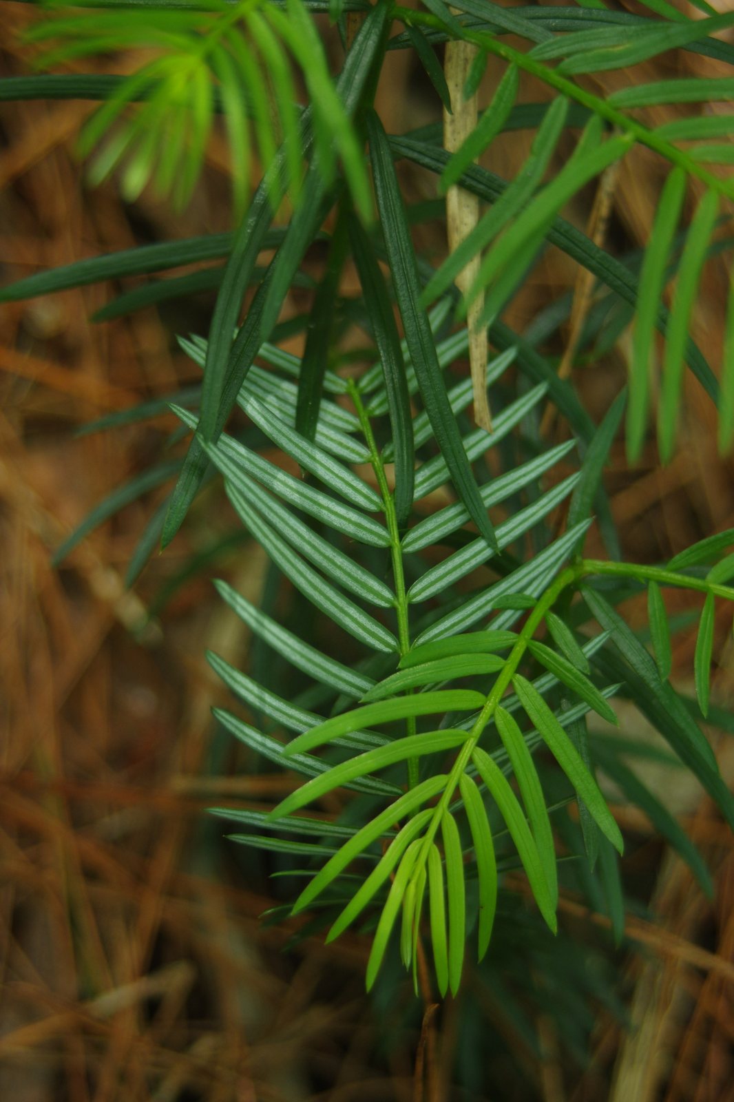 Duke Gardens plum yew