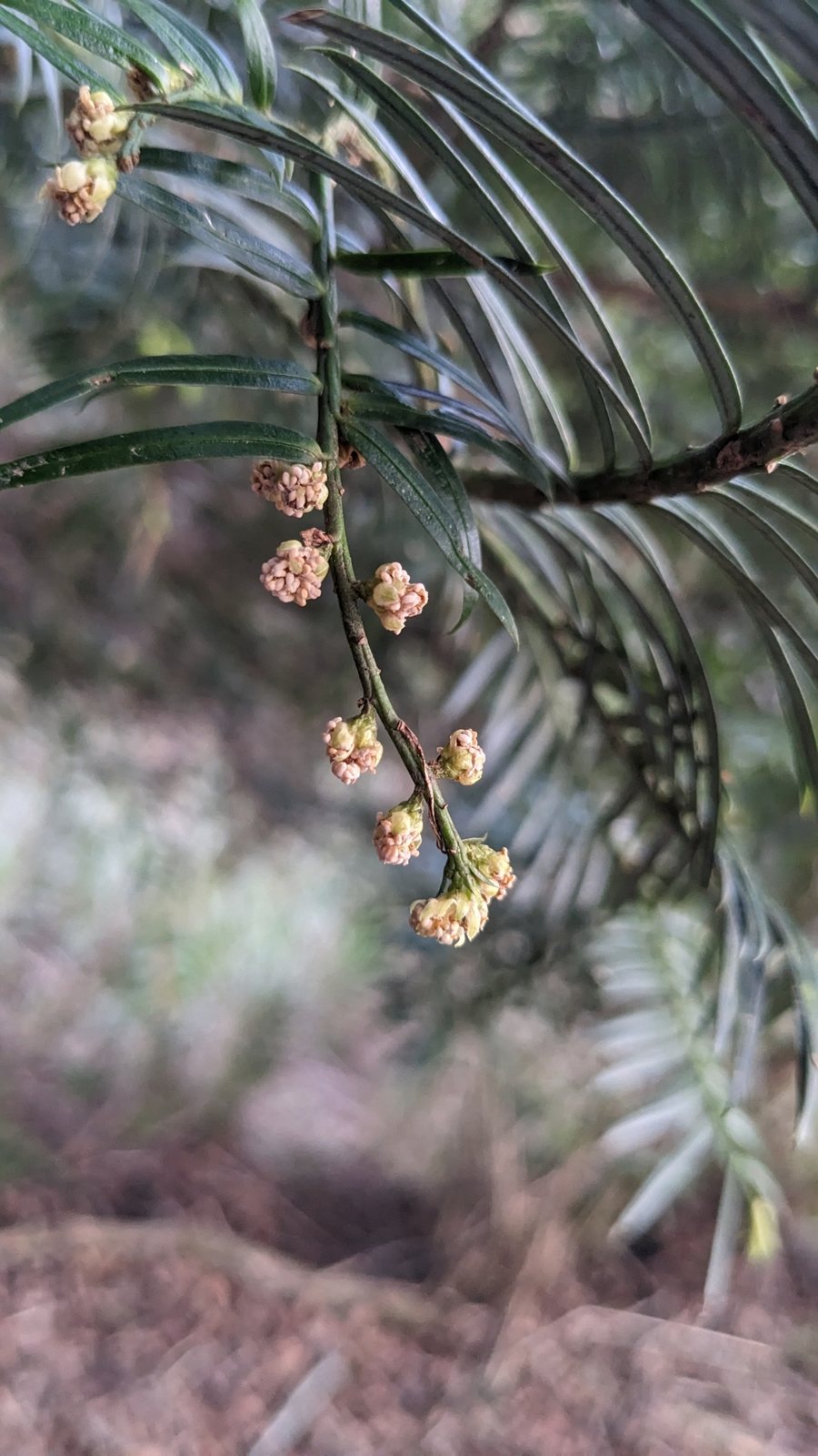 Duke Gardens plum yew