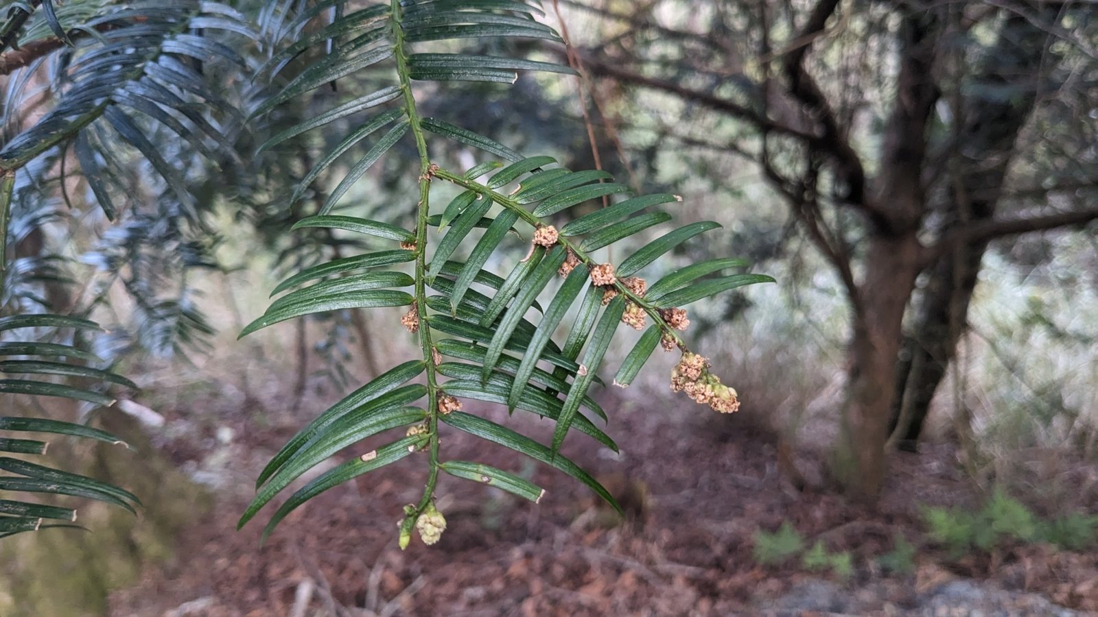 Duke Gardens plum yew
