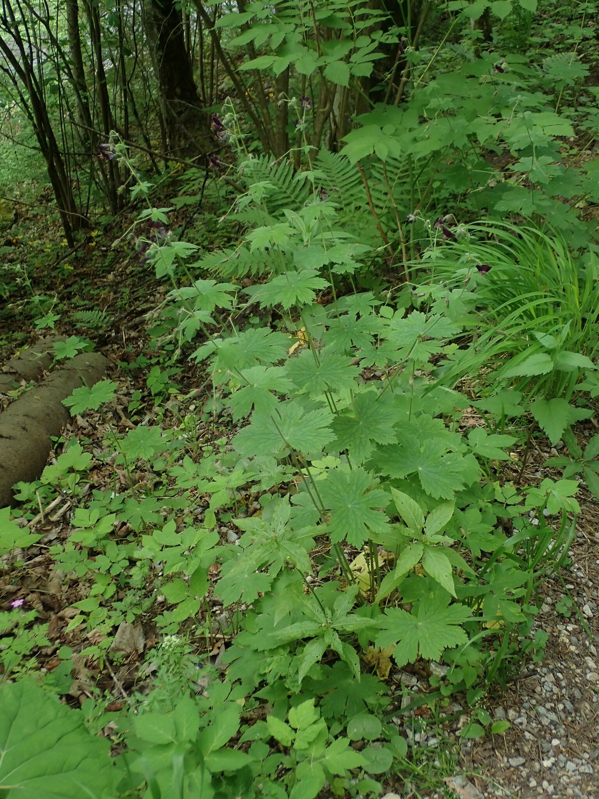 Dusky cranesbill