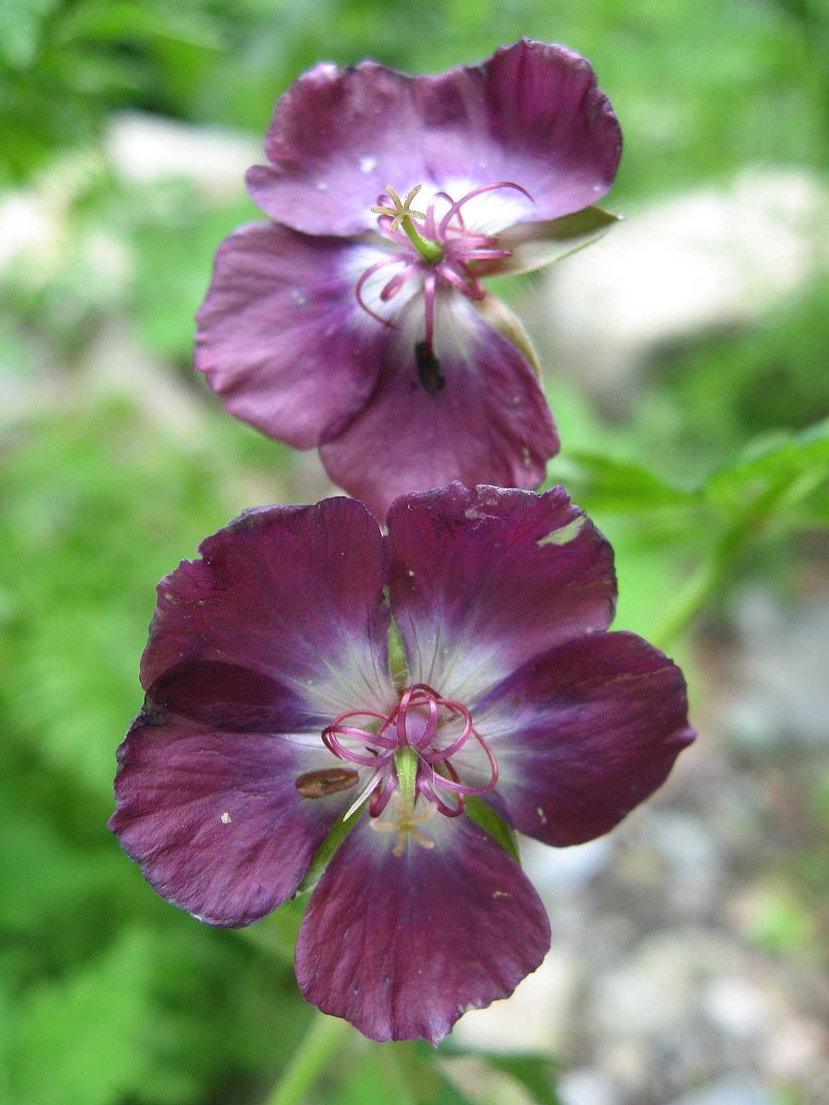 Dusky cranesbill