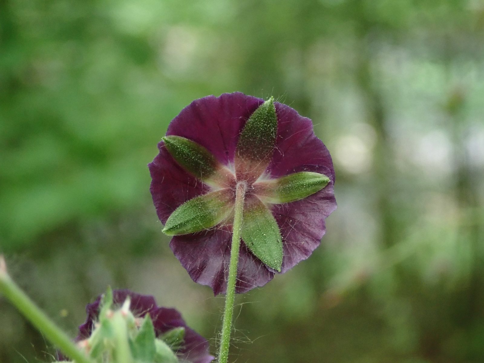 Dusky cranesbill