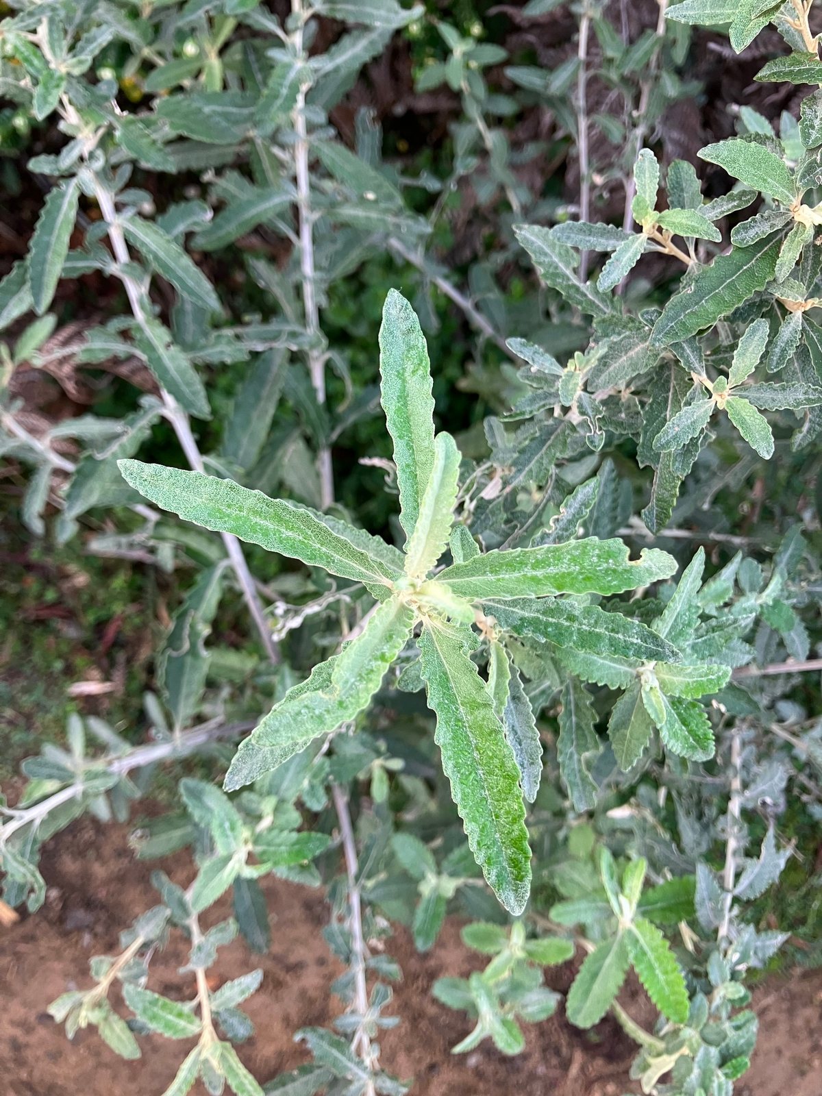 Dusty daisy bush