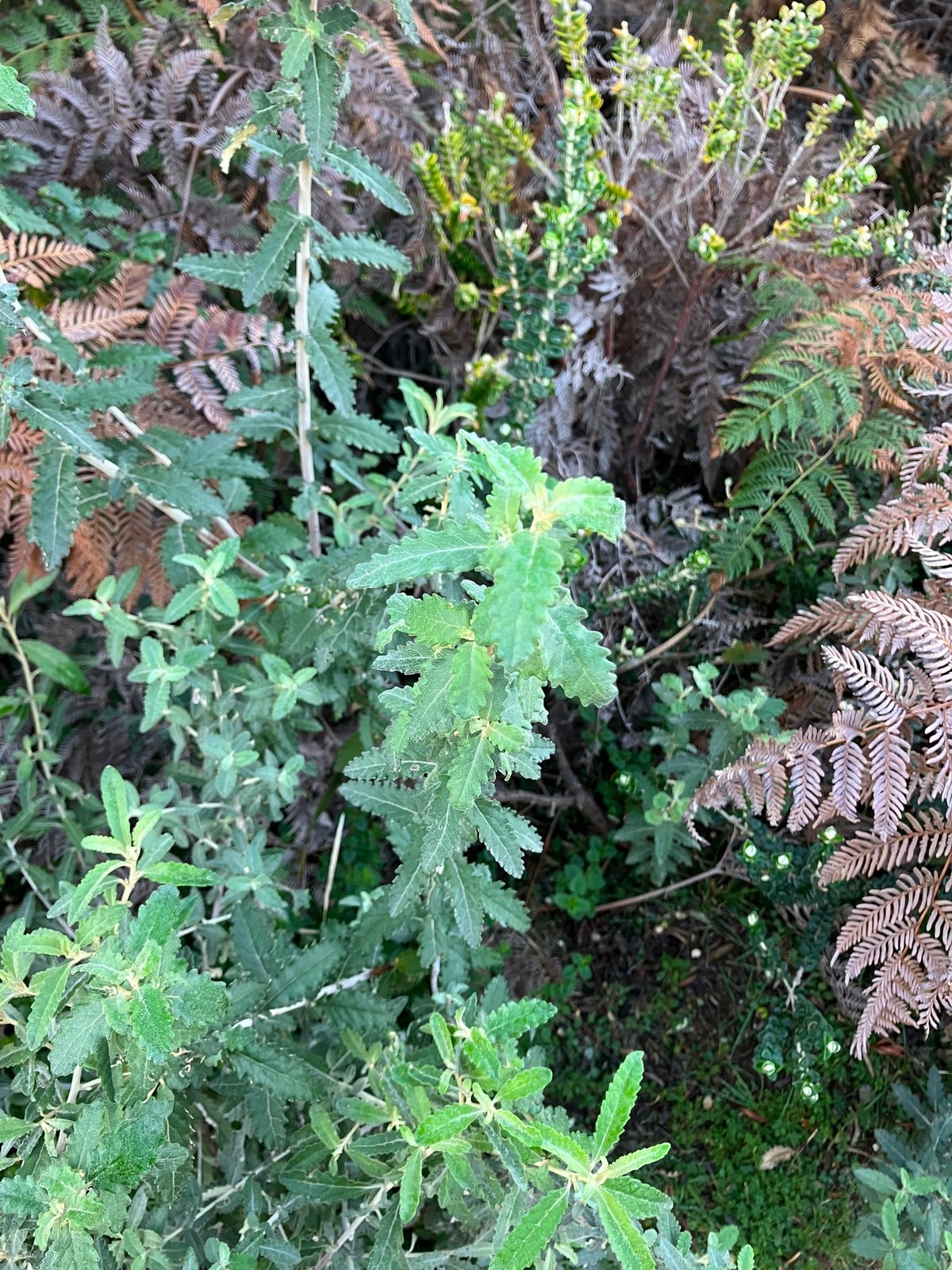 Dusty daisy bush