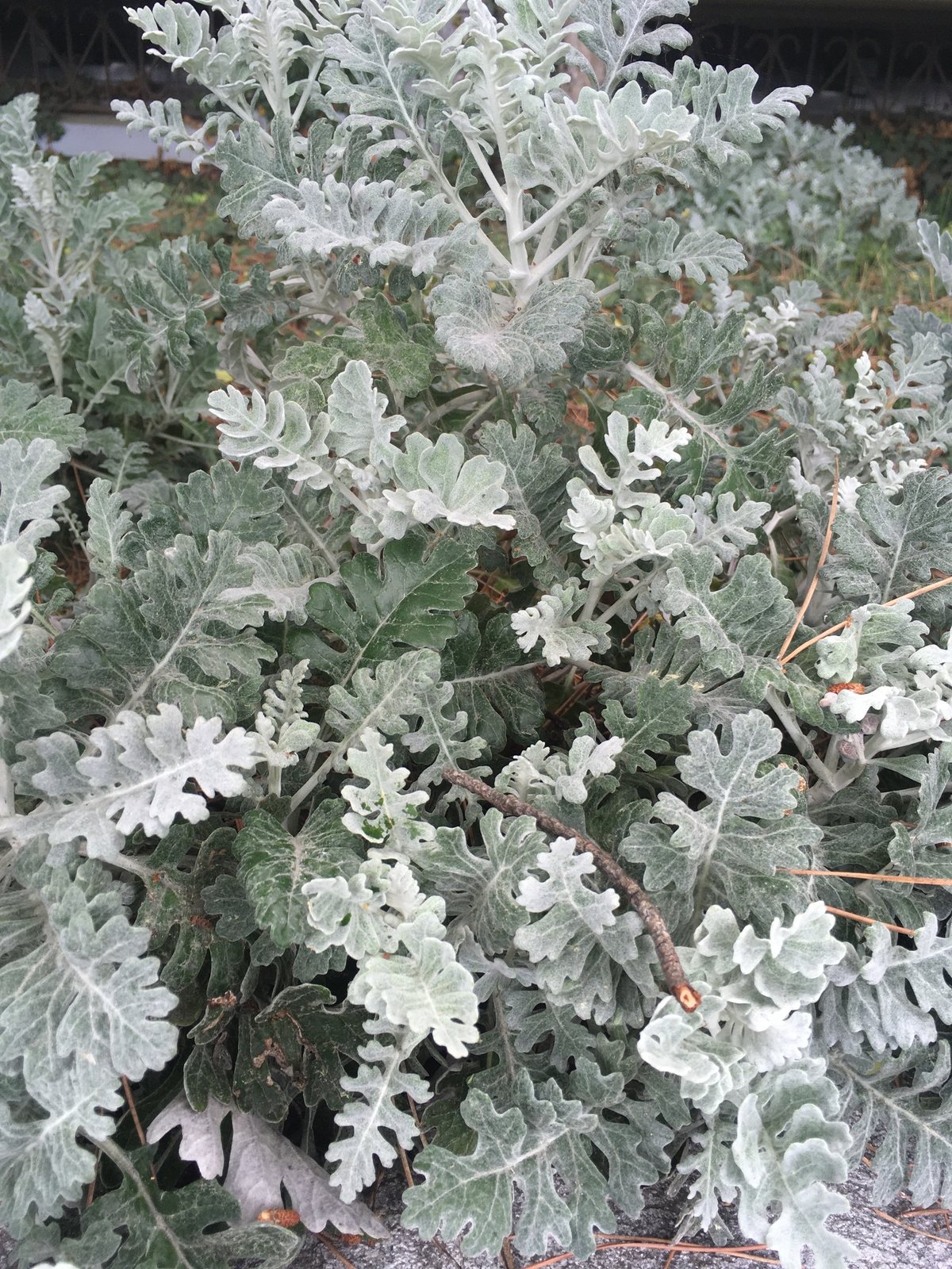 Dusty miller
