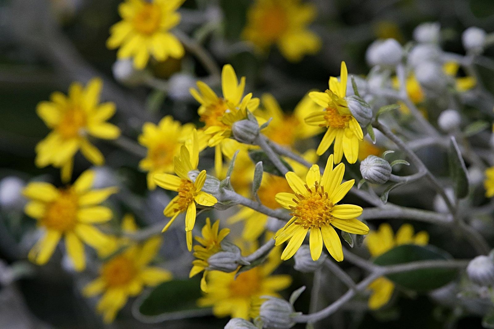 Dusty miller
