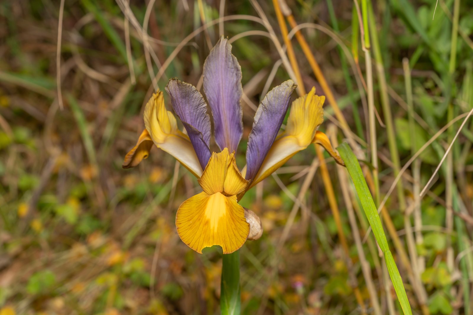 Dutch iris