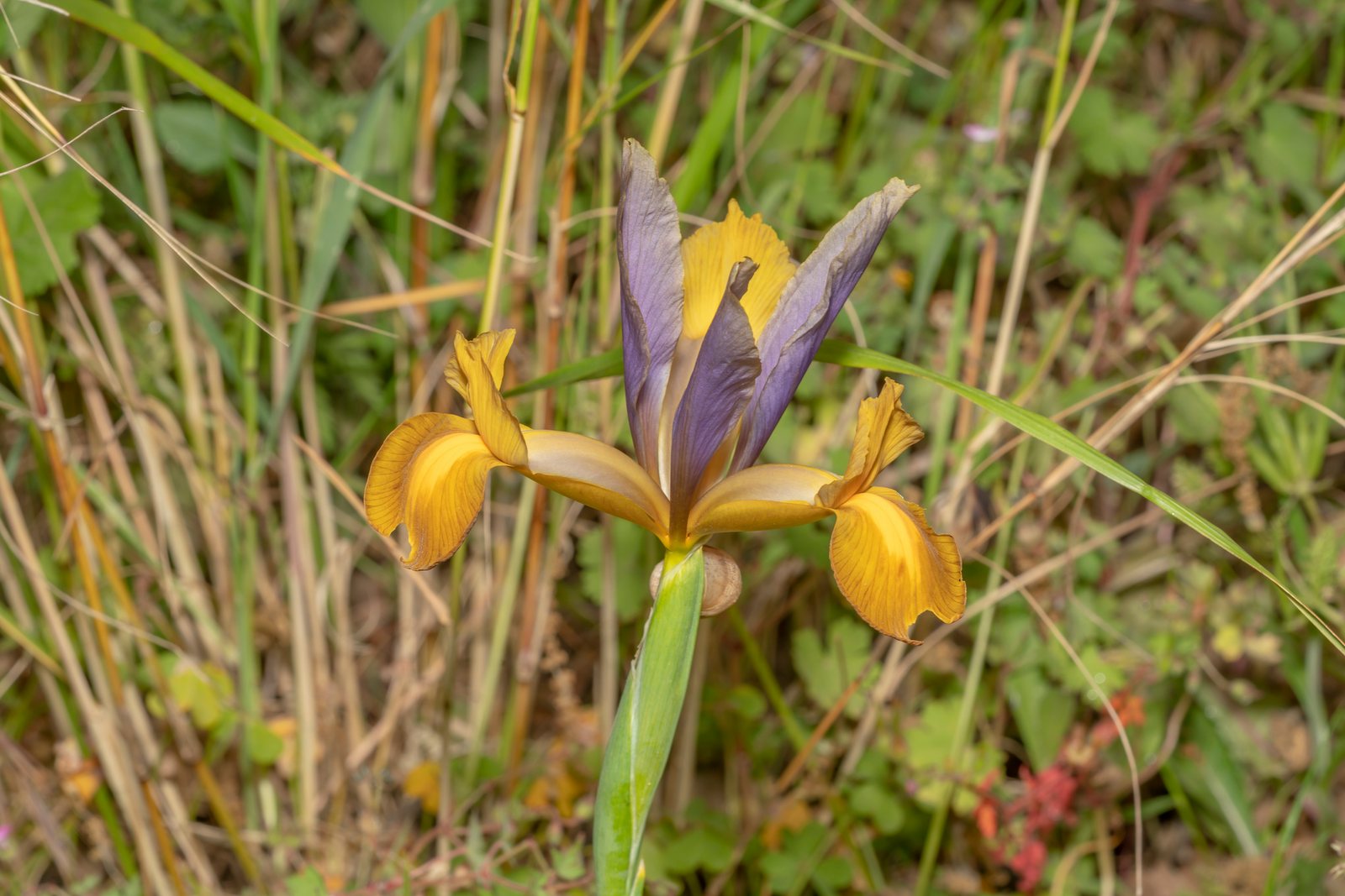 Dutch iris