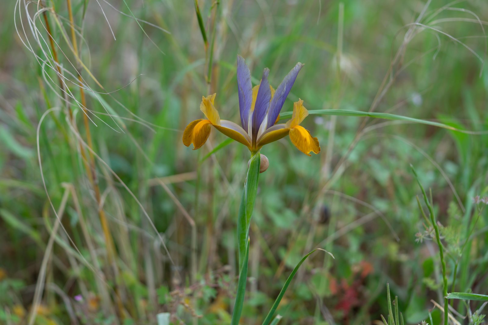 Dutch iris