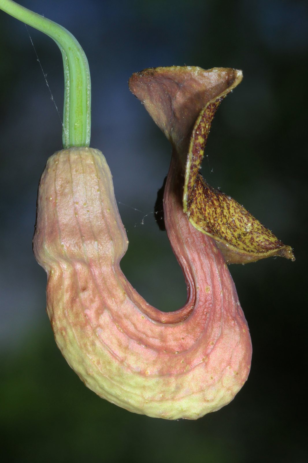 Dutchman's pipe