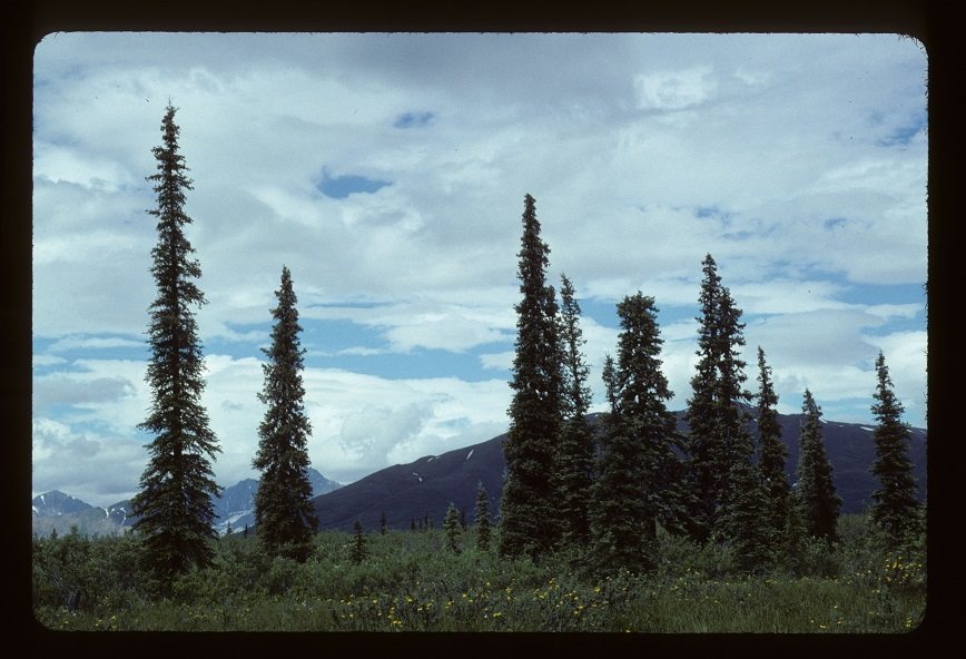 Dwarf Alberta spruce