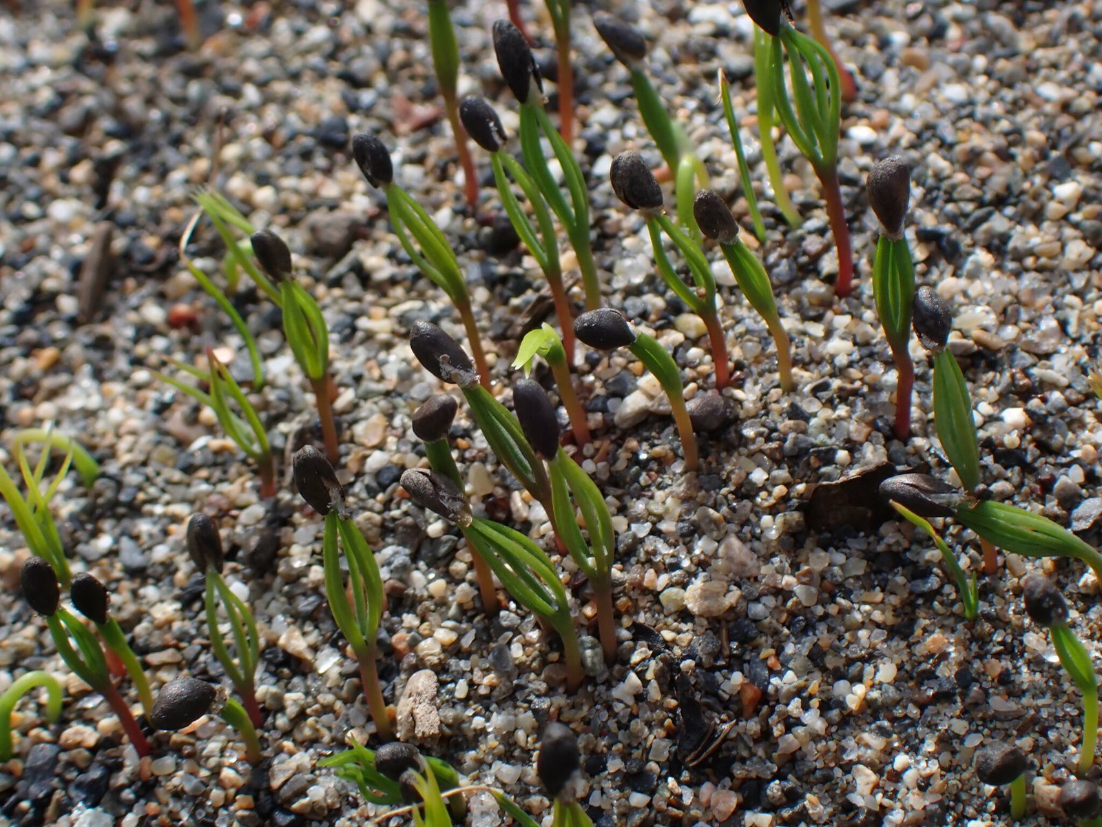 Dwarf Alberta spruce