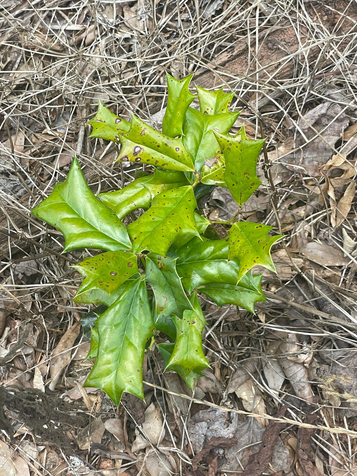 Dwarf Burford holly